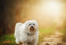 Best Dog Breeds for Apartment Living in the UK & USA Cute small dog sitting on a couch in an apartment.