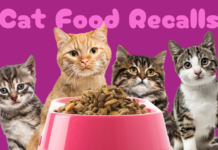 Latest Cat Food Recalls & Safe Feeding Tips for Cats Latest Cat Food Recalls & Safe Feeding Tips for Cats